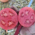 Пинк Сейф F1 семена помидора детерминантного (Lark Seeds)