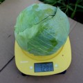 PL 9416 F1 насіння капусти білокачанної (Ergon seeds)