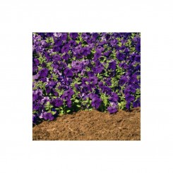 Плюш F1 синий (blue) семена петунии ампельной (Syngenta)