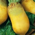 Победитель семян свеклы кормовой желтой (Гелиос)