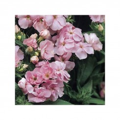 Промес розовый (pink) семян флокса Друммонда махрового (Pan American)