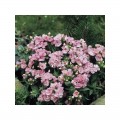 Промес розовый (pink) семян флокса Друммонда махрового (Pan American)