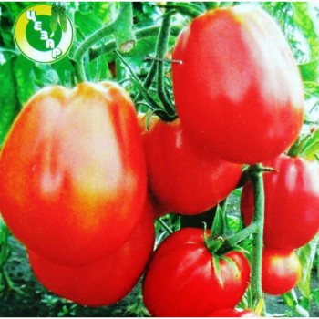 Пузата Дом семян помидора индетерминантного (GL Seeds)