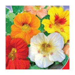 Райские птицы семян настурции (GL Seeds)