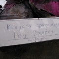Ред Джевел F1 семена капусты красноголовой (Sakata)