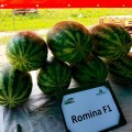 Ромина F1 семян арбуза среднего (Cora Seeds)