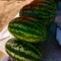 Ромина F1 семян арбуза среднего (Cora Seeds)