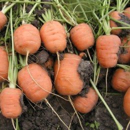 Рондо семян моркови (Semo)