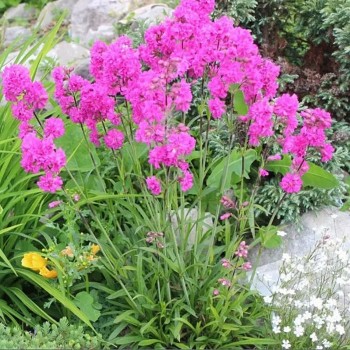 Розетта розовая (pink) семена лихниса вискария (горицвета) многор.