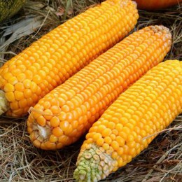 Розовский 311 СВ семена кукурузы кормовой (Украина)