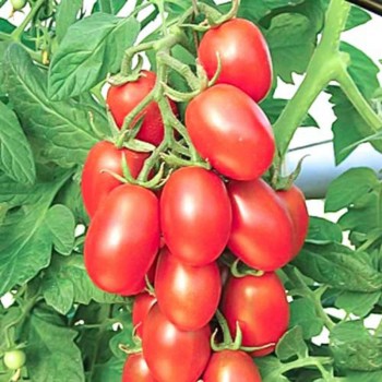 Сахарная слива семена детерминантного томата (GL Seeds)