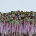Салат горчичный красный семена микрозеленые (Agrocity)