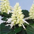 Аморе белое (white) семена сальвии (Hem Genetics)