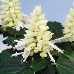 Аморе белое (white) семена сальвии (Hem Genetics)