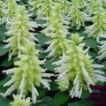 Аморе белое (white) семена сальвии (Hem Genetics)