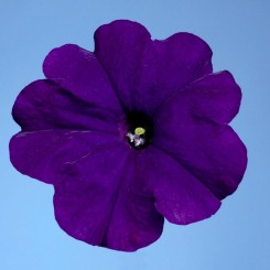 Селебрити F1 синие (blue) семена петунии мультифлора (Benary)