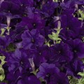 Селебрити F1 синие (blue) семена петунии мультифлора (Benary)