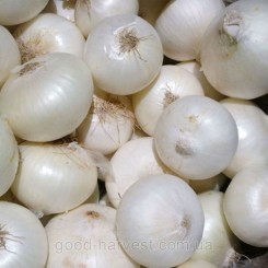Срібний місяць насіння цибулі ріпчастої білої (GL Seeds)