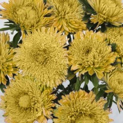 Шанхайская роза желтая (Yellow) семена астры (Satimex)
