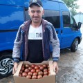 Силиври F1 семена помидора индетерминантного (LibraSeeds)