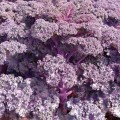 Скарлет семян капусты листовой (Moravoseed)