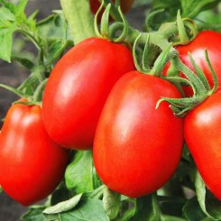 Слива-гигант семян помидора индетерминантного (GL Seeds)