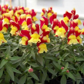 Снеппи F1 красно-желтый (red&yellow) семена антиринума карликового (Hem Genetics)