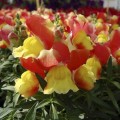 Снеппи F1 красно-желтый (red&yellow) семена антиринума карликового (Hem Genetics)