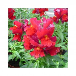Снеппи F1 красный (red) семена антиринума карликового (Hem Genetics)
