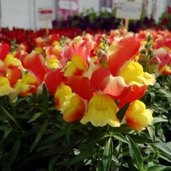 Снеппи F1 оранжево-желтый (orange&yellow) семена антиринума карликового (Hem Genetics)