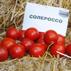 Солероссо F1 семена помидора дет. ультрараннего 90-95 дн. слив. 50-55 гр. дражированное красного (Nunhems)