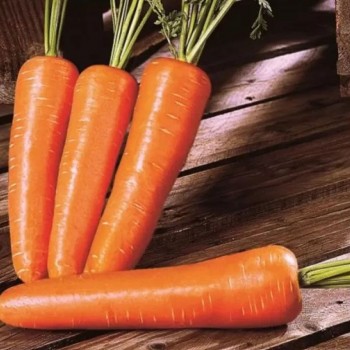 СТ 4514 F1 (ST 4514 F1) семена моркови (Soto Seeds)