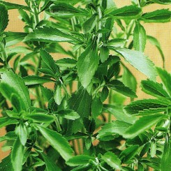 Стевія насіння (Satimex)