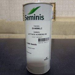 СВ 4896 ЛС (SV 4986 LC) насіння салату тип Айсберг (Seminis)