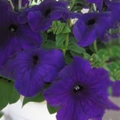 Танака Блу (Blue) семян петунии крупноцветковой (Kitano Seeds)