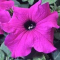 Танго F1 фиолетовая (purple) семена петунии грандифлора (Hem Zaden)