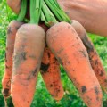 Танжерина F1 (T-825) (калибр. 1,8-2,0 мм) семян моркови (Takii Seeds)