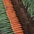 Танжерина F1 (T-825) (калибр. 1,8-2,0 мм) семян моркови (Takii Seeds)