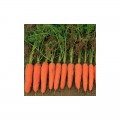 Коралина F1 (Ти-134 F1) (калибр. 1,6-1,8 мм) семян моркови (Takii Seeds)