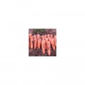 Коралина F1 (Ти-134 F1) (калибр. 1,6-1,8 мм) семян моркови (Takii Seeds)