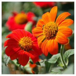 Титония круглолистая оранжевая (orange) семян (Moravoseed)