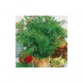 Аппетитные семена тмина (GL Seeds)