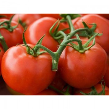 Уникальные семена помидора индетерминантного (GL Seeds)