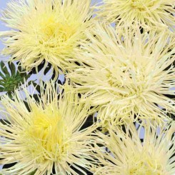 Валкирия желтая (Yellow) семена астры (Satimex)