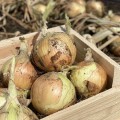 Венера F1 насіння цибулі ріпчастої озимої (LibraSeeds)