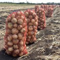 Венера F1 насіння цибулі ріпчастої озимої (LibraSeeds)
