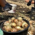 Венера F1 насіння цибулі ріпчастої озимої (LibraSeeds)