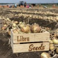 Венера F1 насіння цибулі ріпчастої озимої (LibraSeeds)
