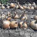 Венера F1 насіння цибулі ріпчастої озимої (LibraSeeds)
