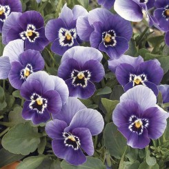 Пенни F1 марина семян виолы (Syngenta)
